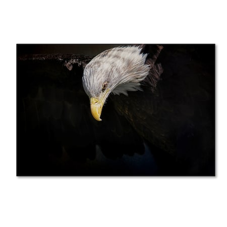 Jai Johnson 'Shadow Hunter Bald Eagle' Canvas Art,22x32